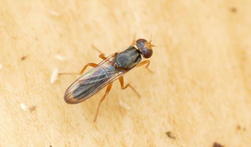 Chyliza leptogaster